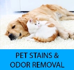 Pet Stain, Pet Urine, and Pet Odor Removal